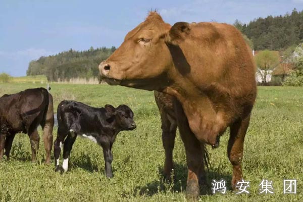 鴻安牛肉，安心中國(guó)