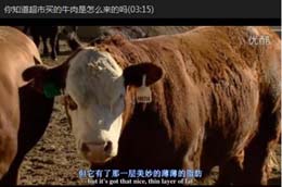 你知道超市買的牛肉是怎么來的嗎